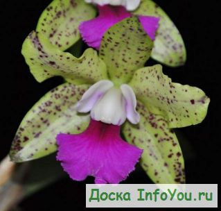 Орхидеи почтой по России.